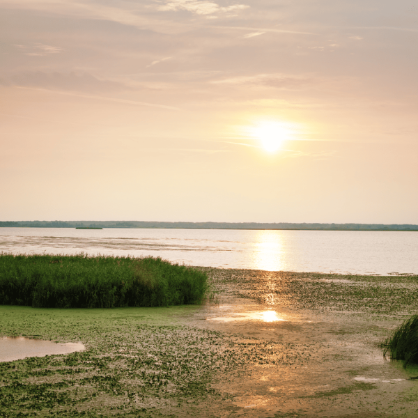 1_1_SBH_palyakepek (10)